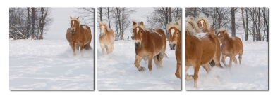Baxton Studio Horse Herd Mounted Photography Print Triptych